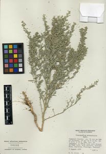 Herbarium Sheet of 